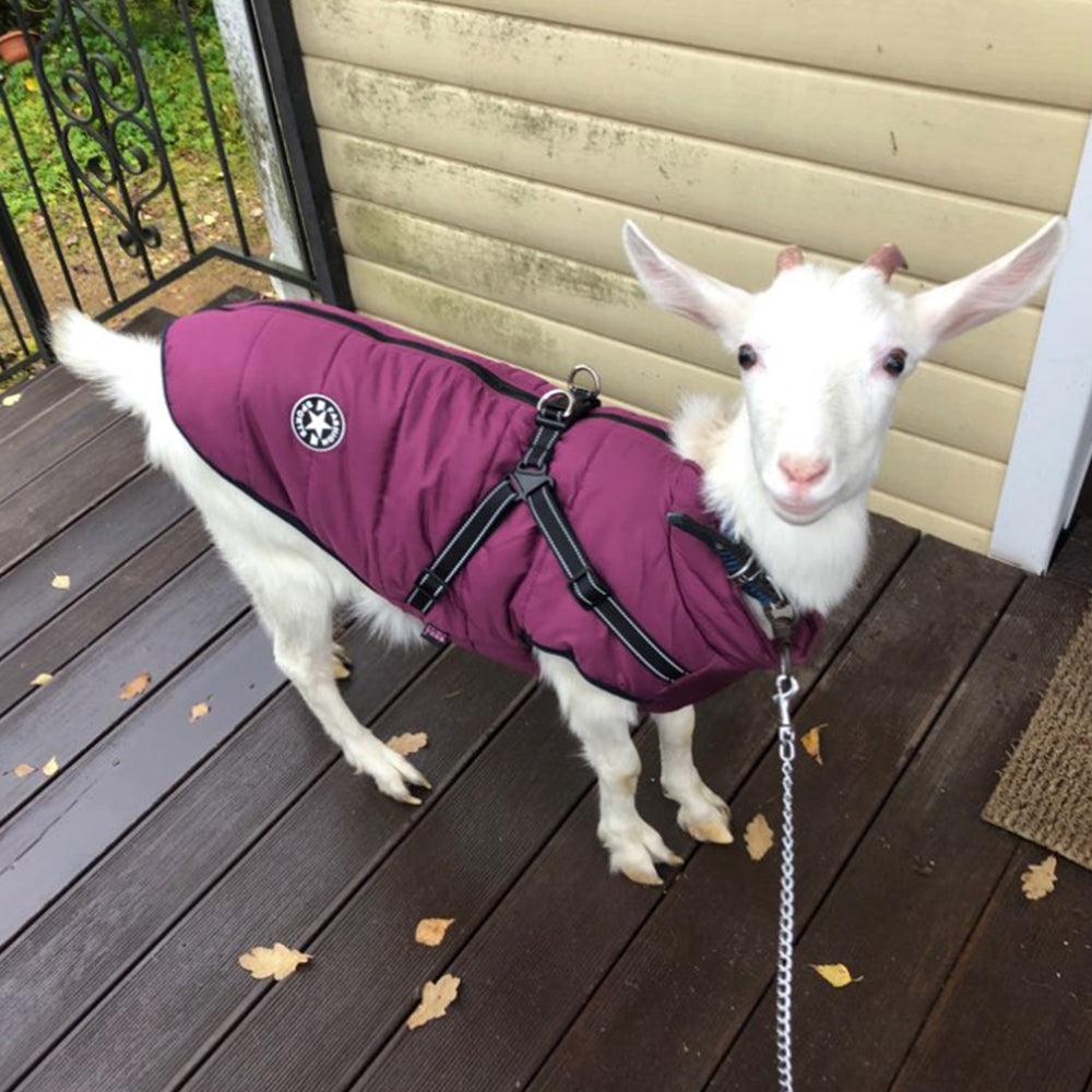 Winter Adventure Dog Coat: Waterproof, Harness-Compatible, And Stylish Pet Clothing-1