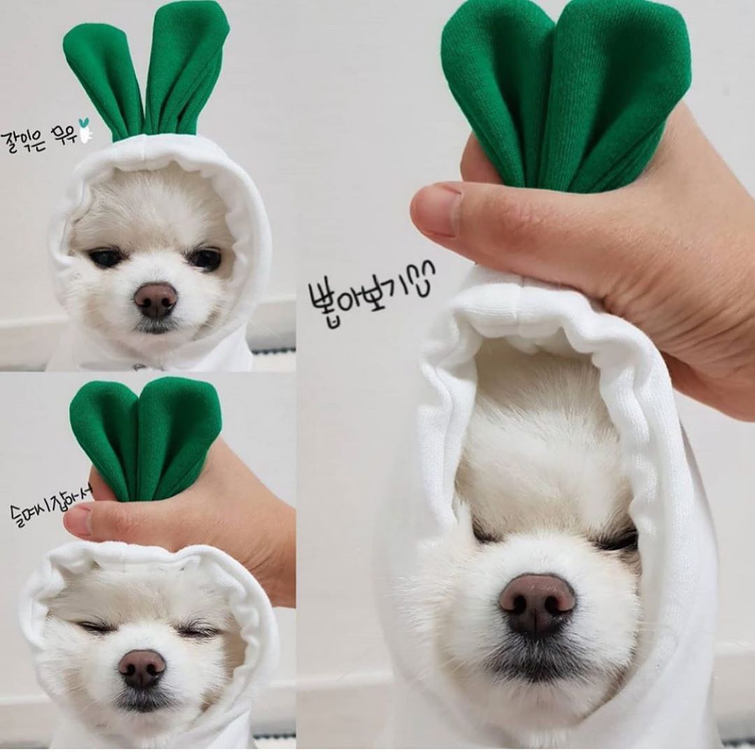 Cute Fruit Dog Hoodie – Warm Fleece Winter Clothes for Small Dogs, Cats, Chihuahua & Puppy Outfits