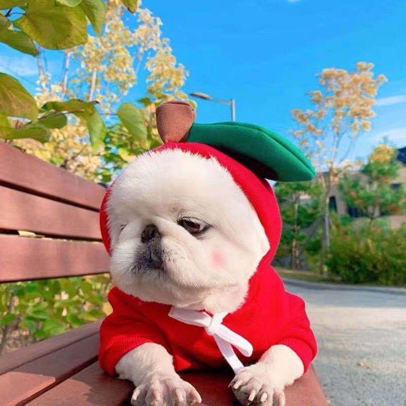 Cute Fruit Dog Hoodie – Warm Fleece Winter Clothes for Small Dogs, Cats, Chihuahua & Puppy Outfits