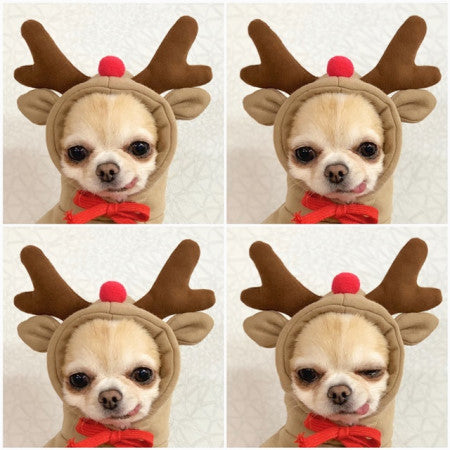 Cute Fruit Dog Hoodie – Warm Fleece Winter Clothes for Small Dogs, Cats, Chihuahua & Puppy Outfits
